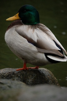 096